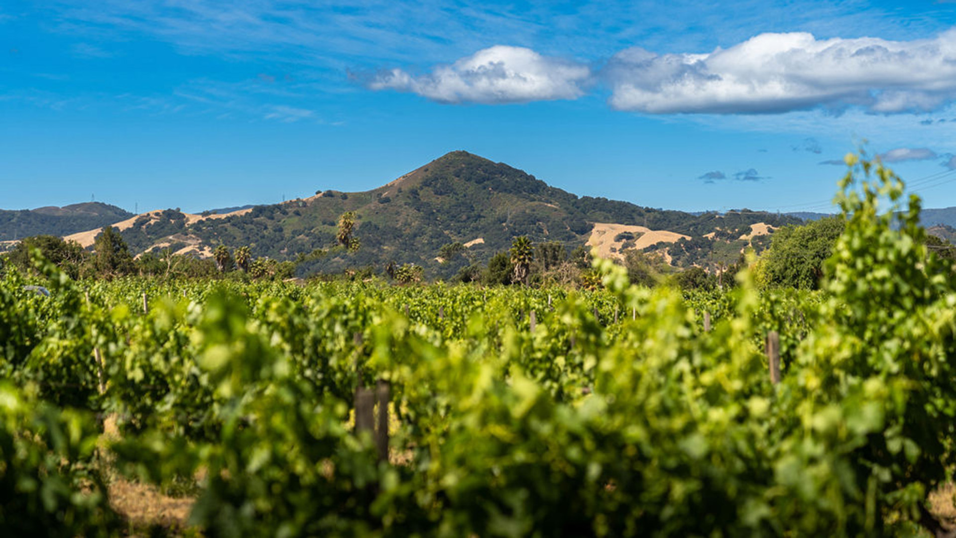 Morgan Hill, Northern California’s Culinary Destination