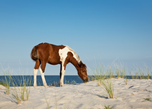 National Seashores have some of the best East Coast beaches