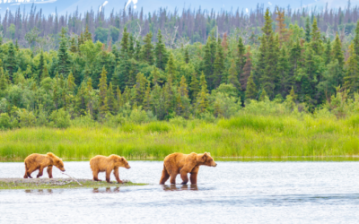 Bear Country Safety