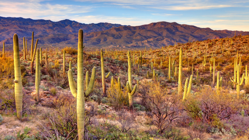 Saguaro National Park